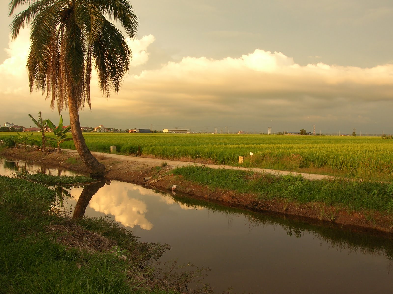 pemandangan sawah padi di kampung - Pemandanganoce